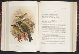 buller_history_birds_new_zealand_folio_ql693_5_b936_description_silvereye-exposure001