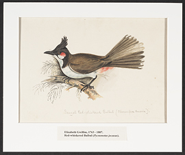 gwillim_red_whiskered_bulbul-exposure001