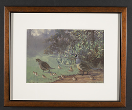 brooks_california_quail-exposure001