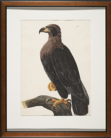 collins_drawings_mammals_birds_reptiles_fish_black_cheeked_eagle_o_c695_cutter_1740-watercolour