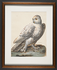 collins_snowy_owl_1740-watercolour