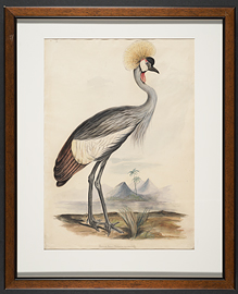 lear_folio_orh_l47_cutter_grey_crowned_crane_1835-watercolour