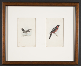 swainson_black_billed_gaper_cock_tailed_water_chat_1837-watercolour